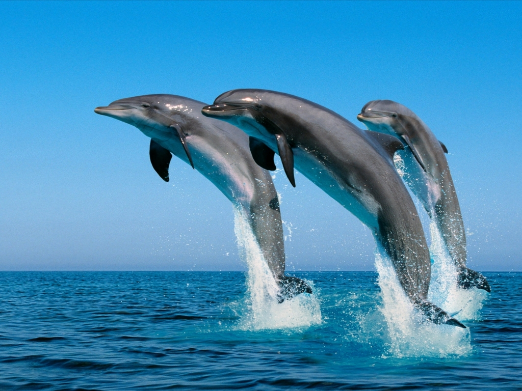 ¿Como se llama un grupo de delfines? 8