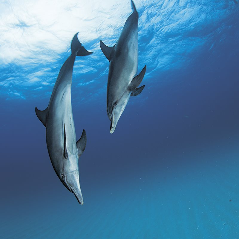 ¿Como los delfines entienden a los humanos?