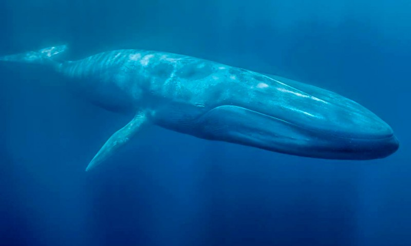 ¿Cuál es el alimento de la ballena azul?