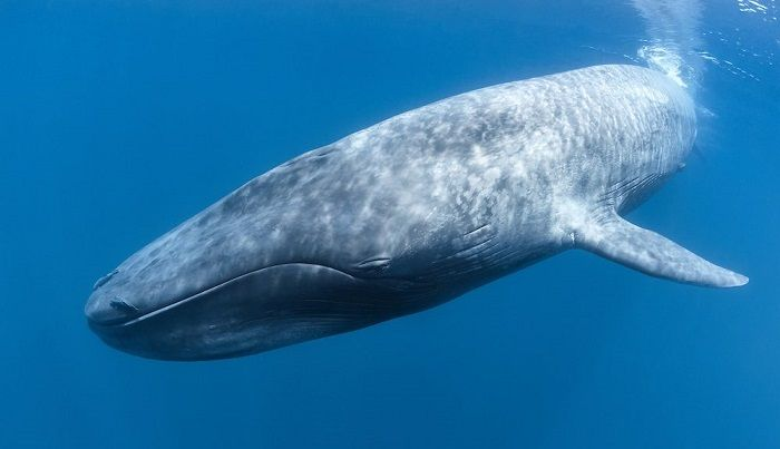 ¿Cuál es el animal más grande que la ballena azul?