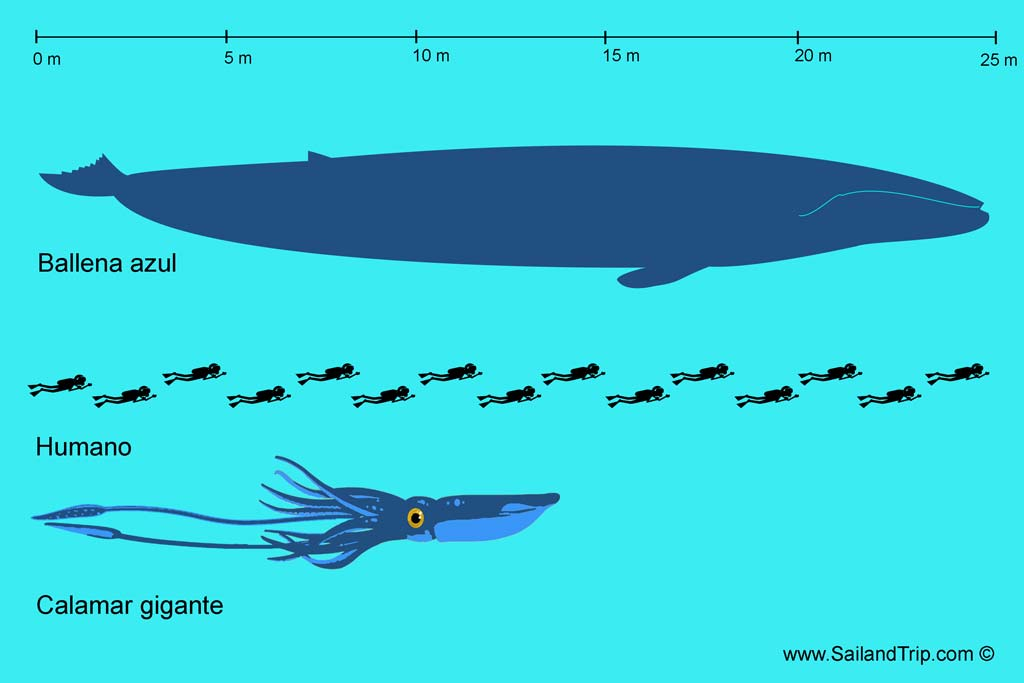 ¿Cuál es el calamar más grande del mundo?