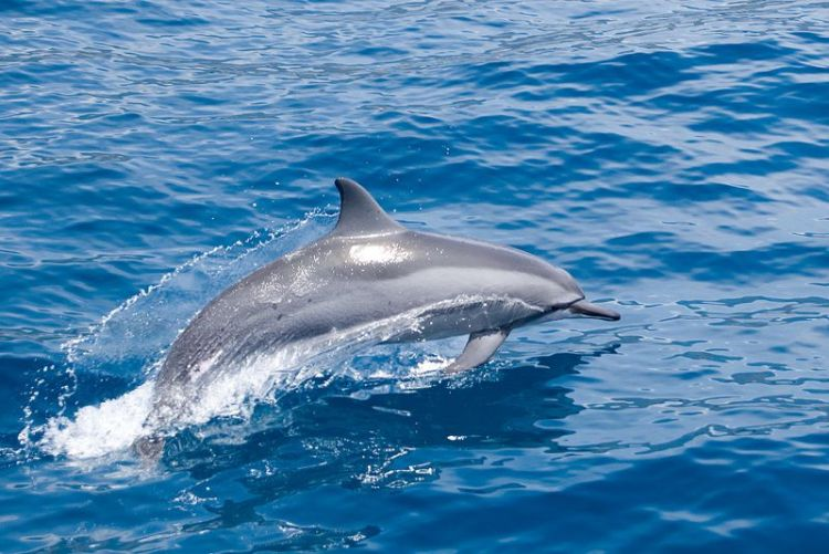 ¿Cuál es el hábitat de los delfines?