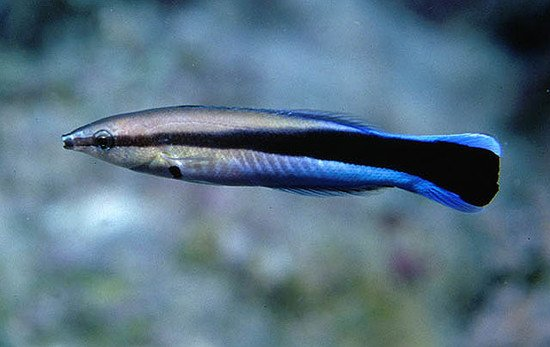 ¿Cuál es el pez más listo del mundo?