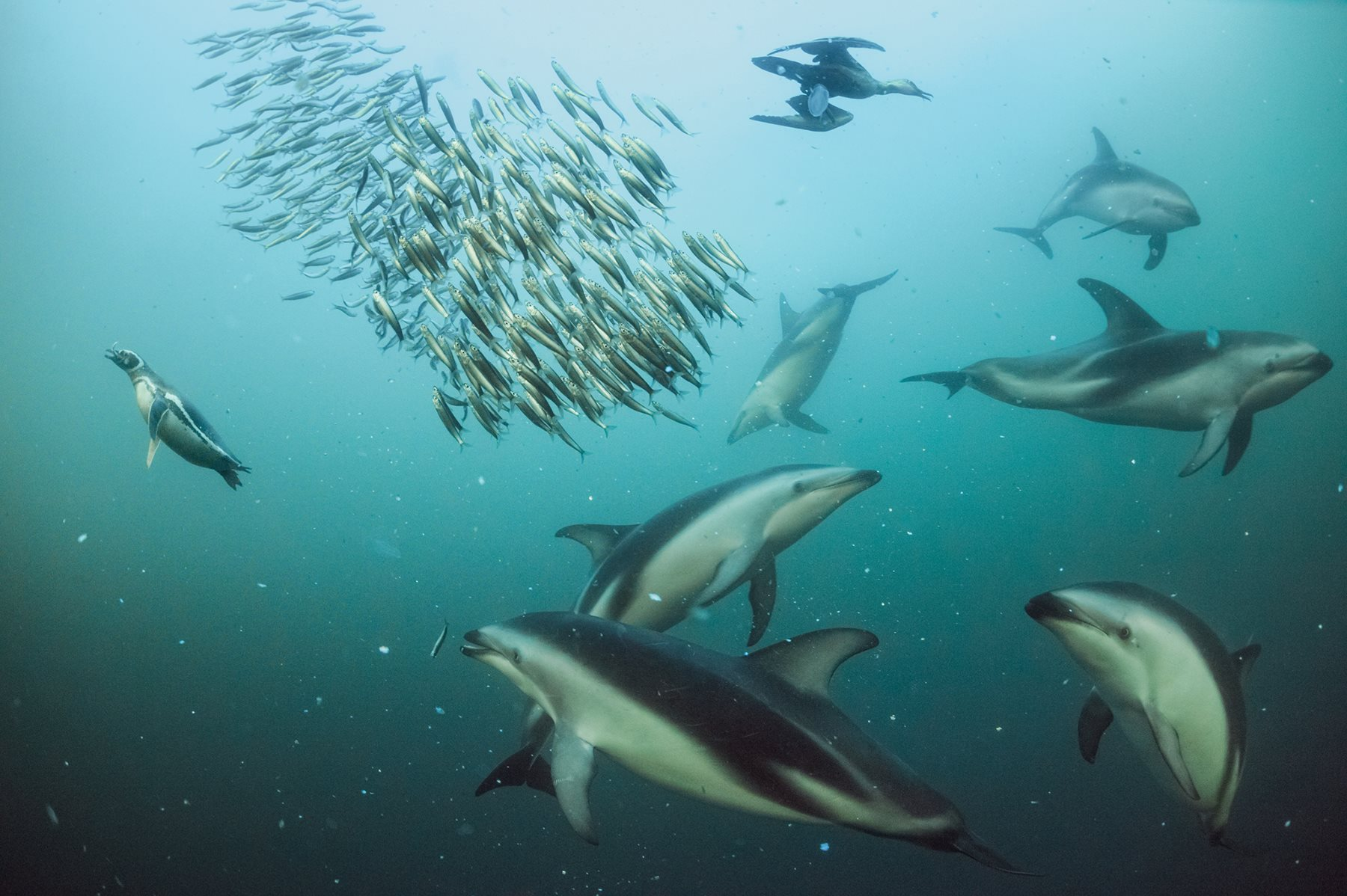 ¿Cuál es el sentido más desarrollado de los delfines?