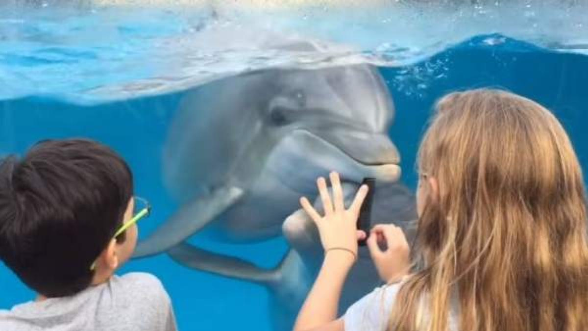 ¿Cuál es el sonido de un delfín?