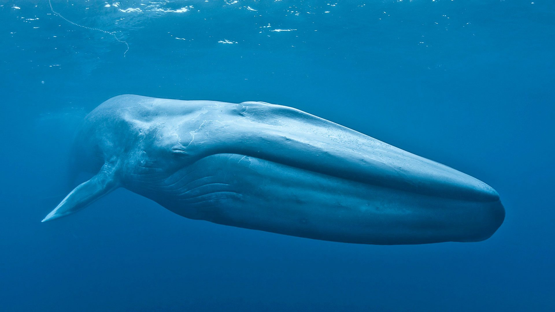 ¿Cuál es la ballena más vieja del mundo?