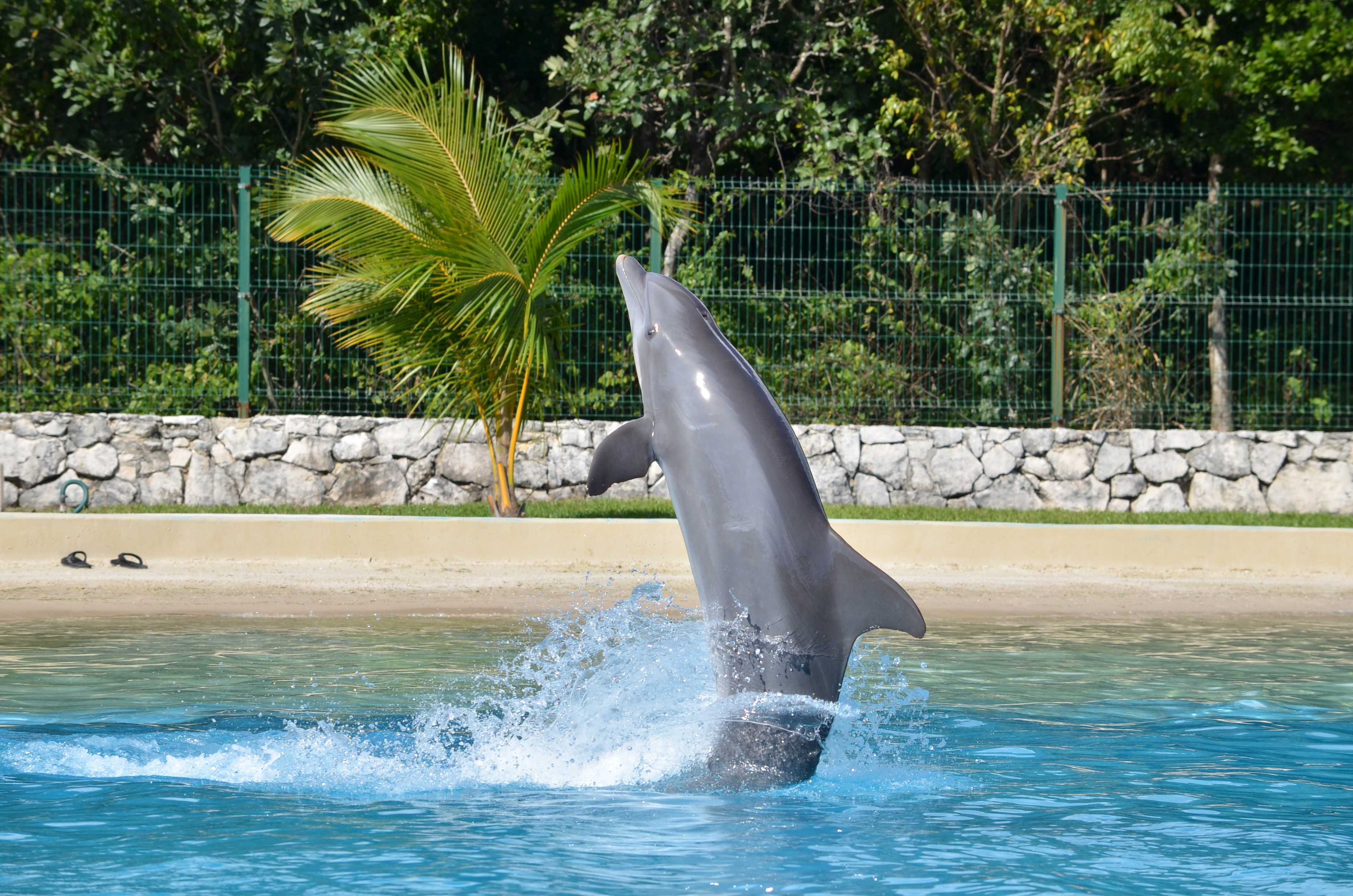 ¿Cuál es la costumbre de los delfines?
