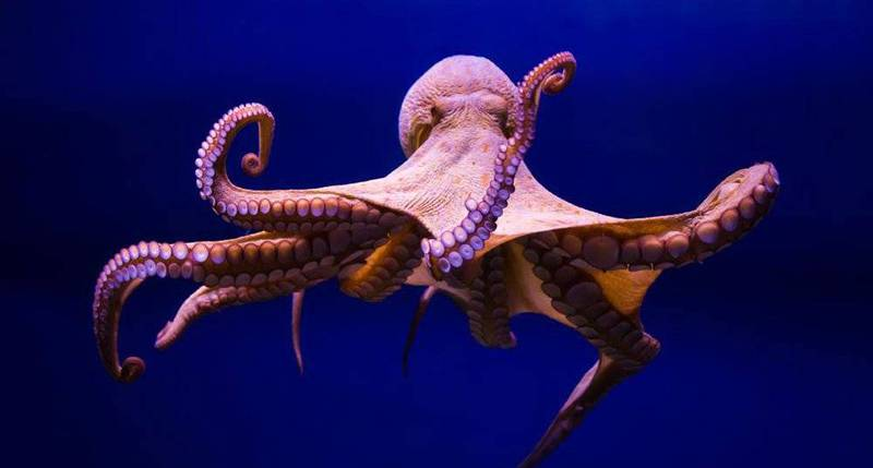 ¿Cuál Es La Diferencia Entre El Calamar Y El Pulpo?