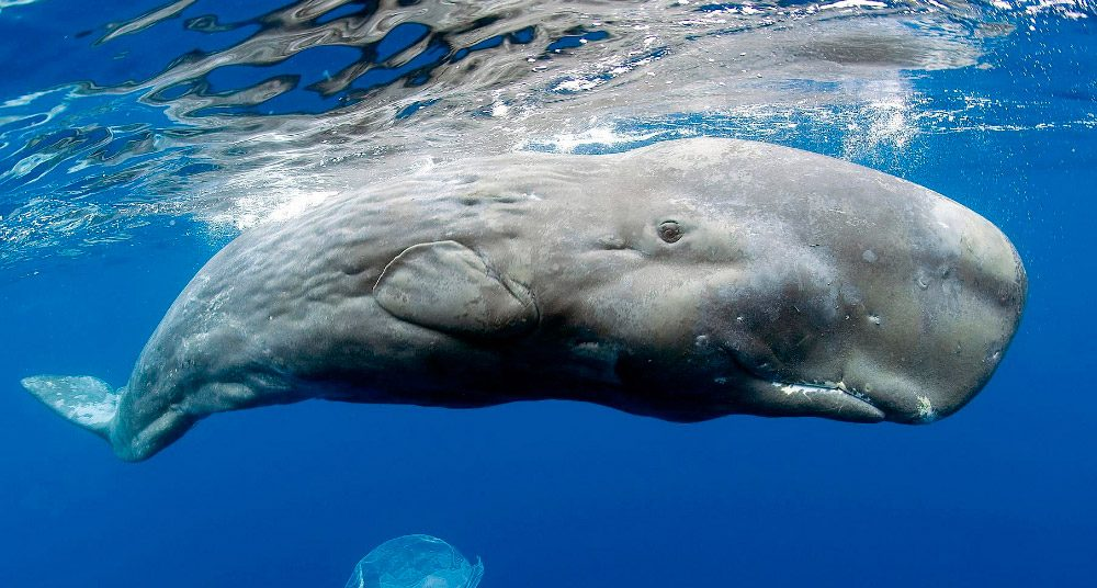 ¿Cuántas ballenas hay en el mundo en 2021?