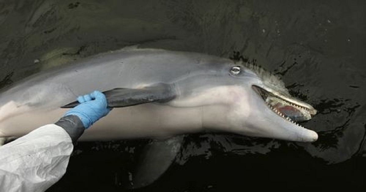 ¿Cuántas muertes hay al año por delfines?