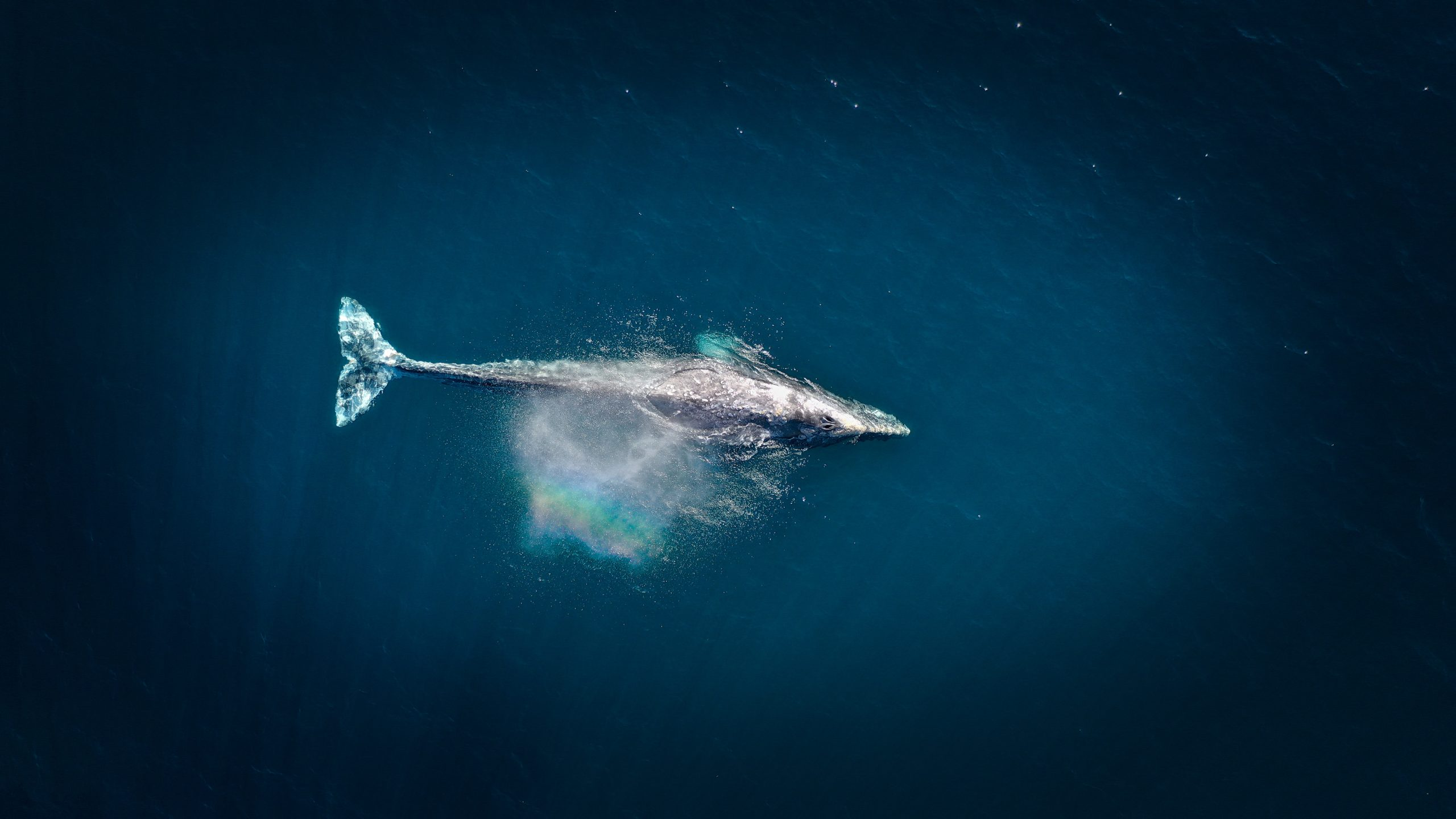 ¿Cuánto pesa el corazón de una ballena azul?