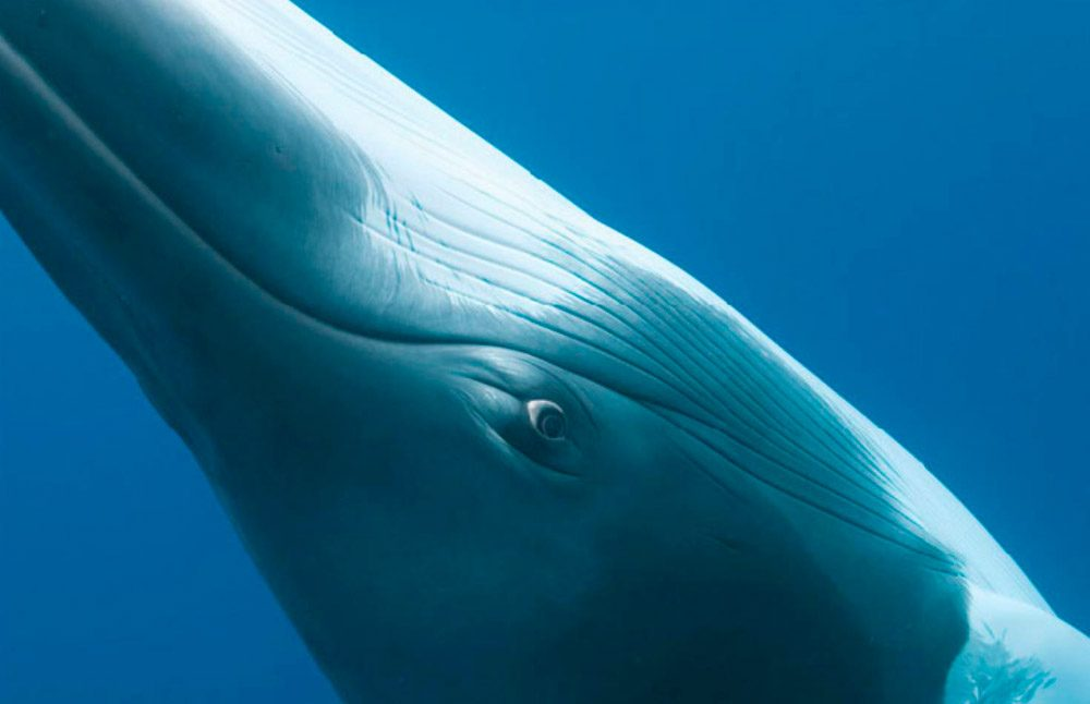 ¿Cuánto pesa el ojo de una ballena?