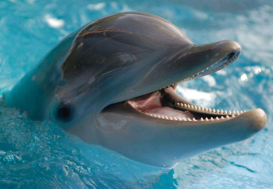 ¿Cuánto puede vivir un delfín?