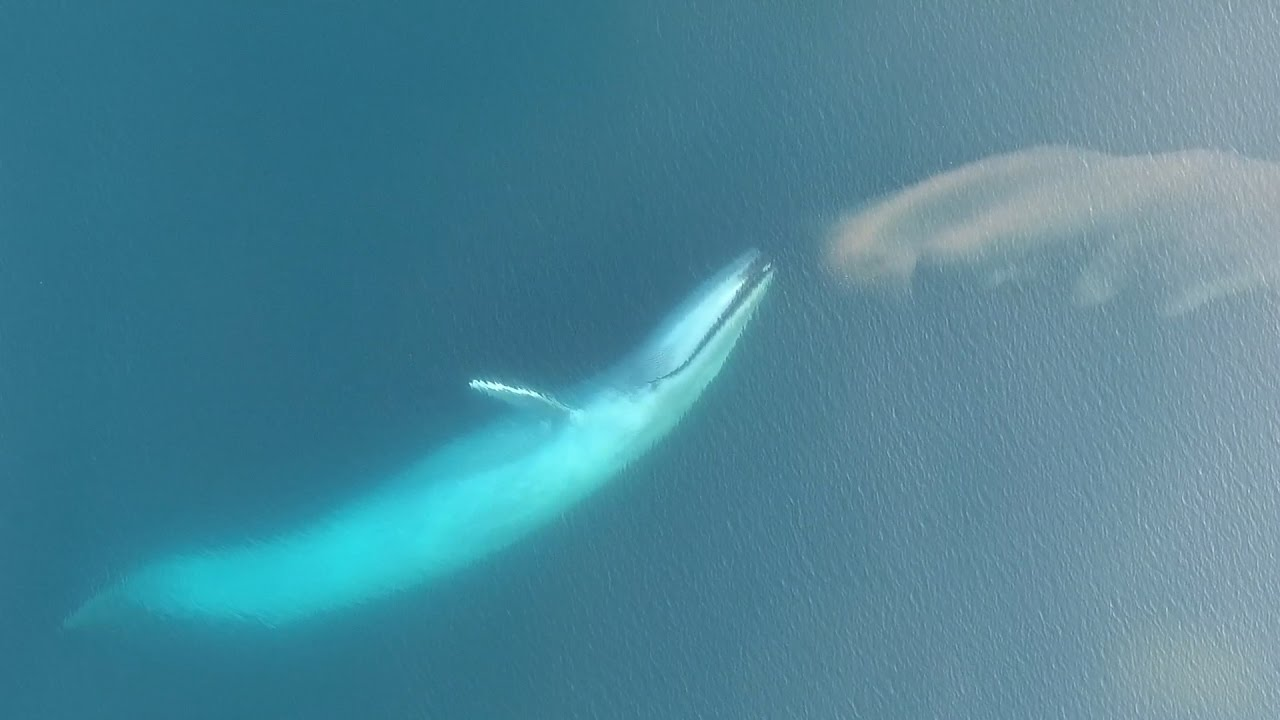 ¿Cuánto tiempo puede durar una ballena bajo el agua?