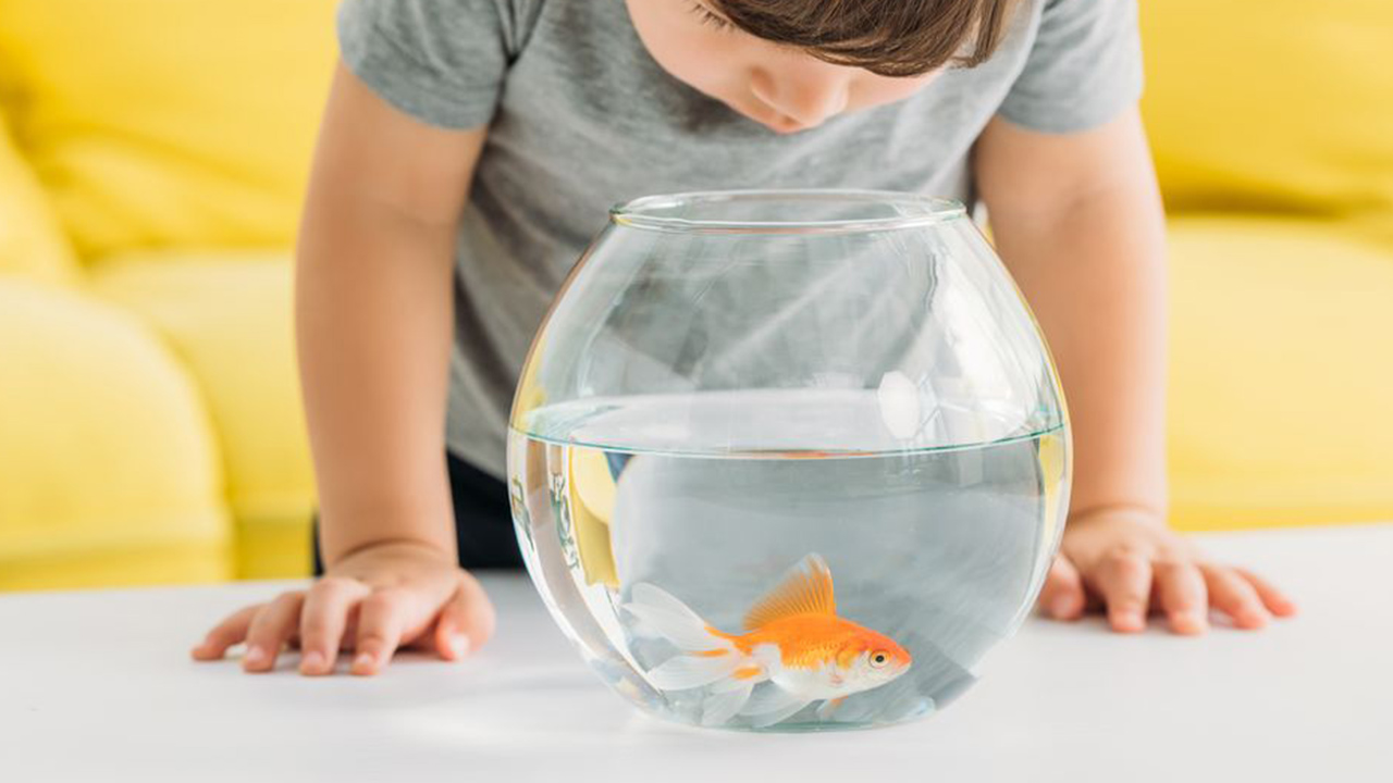 ¿Cuánto vive un pez en una pecera redonda?
