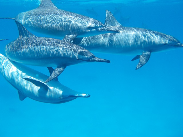 ¿Cómo atraer a los delfines?