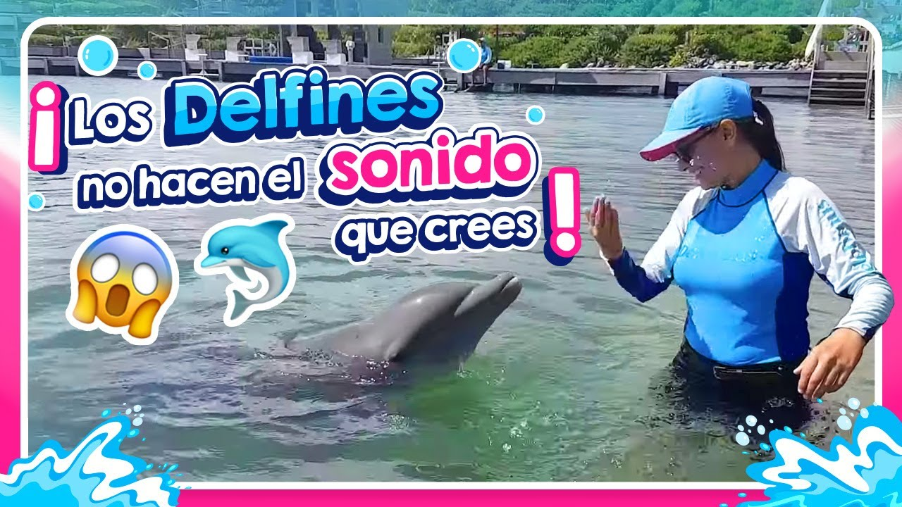 ¿Cómo chillan los delfines?