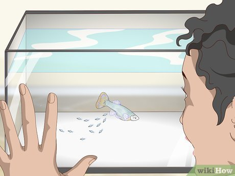 ¿Cómo cuidar crías de pez?