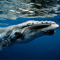 ¿Cómo diferenciar una ballena macho de una hembra?