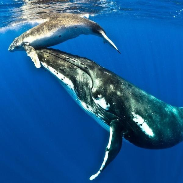 ¿Cómo es el hábitat de las ballenas?