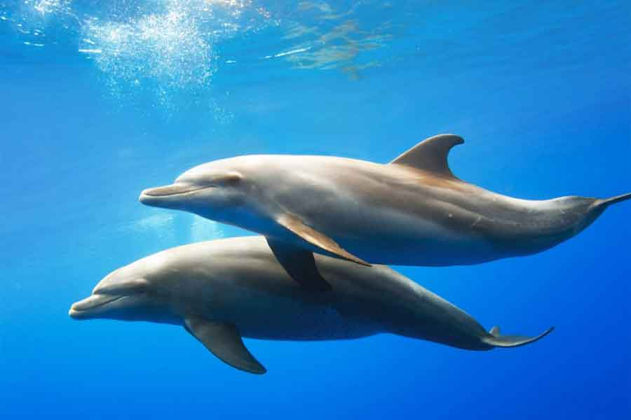 ¿Cómo es el sonido de los delfines?