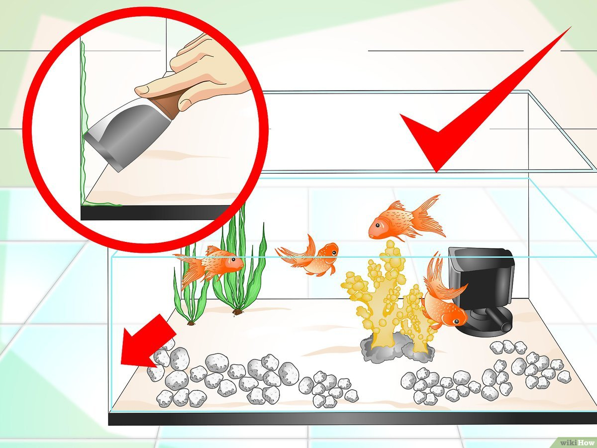 ¿Cómo evitar que se ensucie el agua de la pecera?