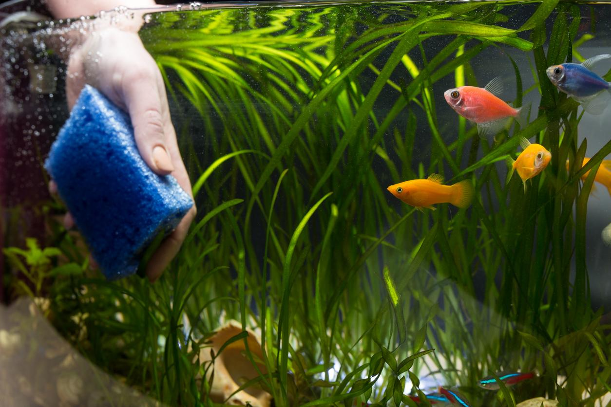 ¿Cómo mantener un acuario limpio y saludable?