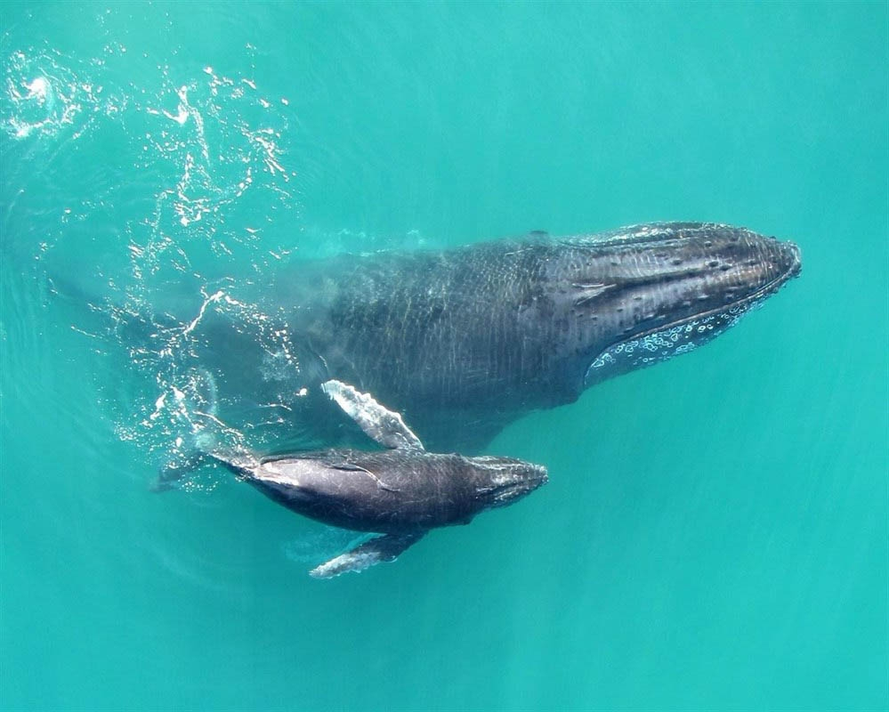 ¿Cómo nacen los bebés de las ballenas?