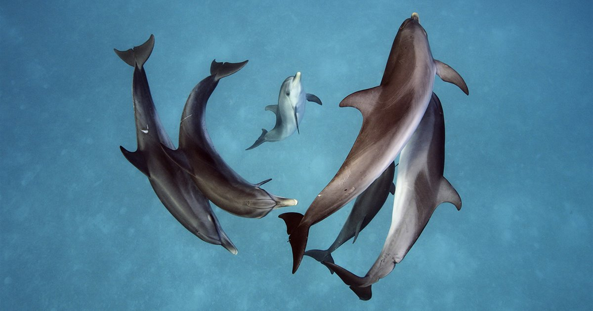 ¿Cómo nacen los delfines para niños?