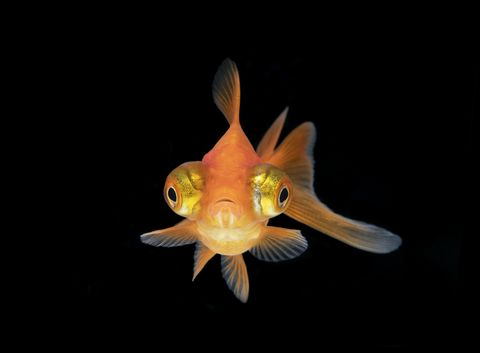 ¿Cómo nos ven los peces a los humanos?