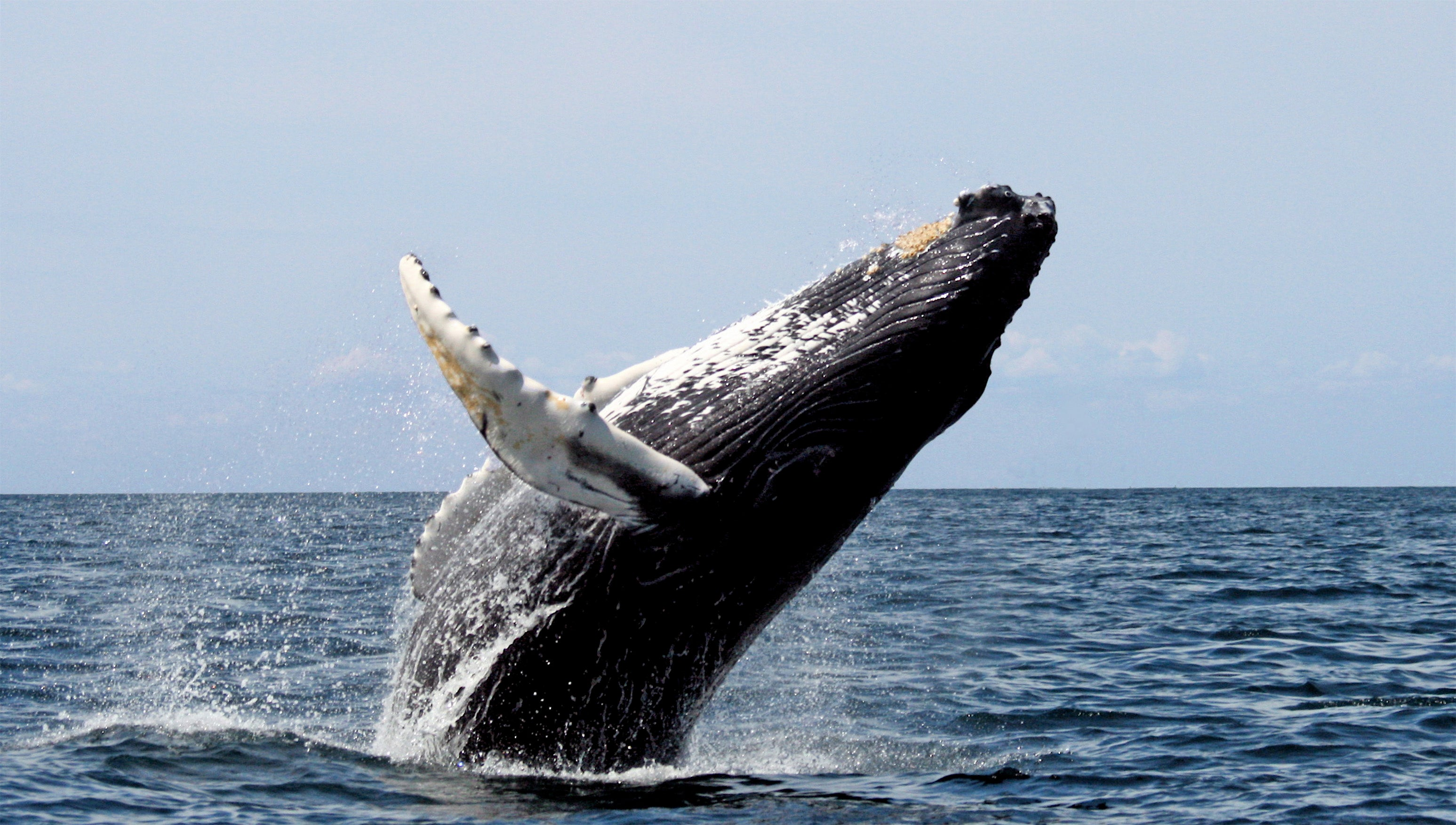 ¿Cómo saber si una ballena es hembra o macho?