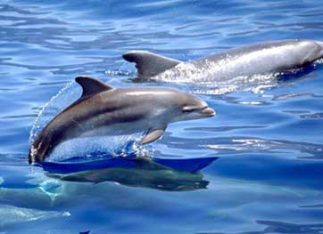 ¿Cómo se demuestran cariño los delfines?