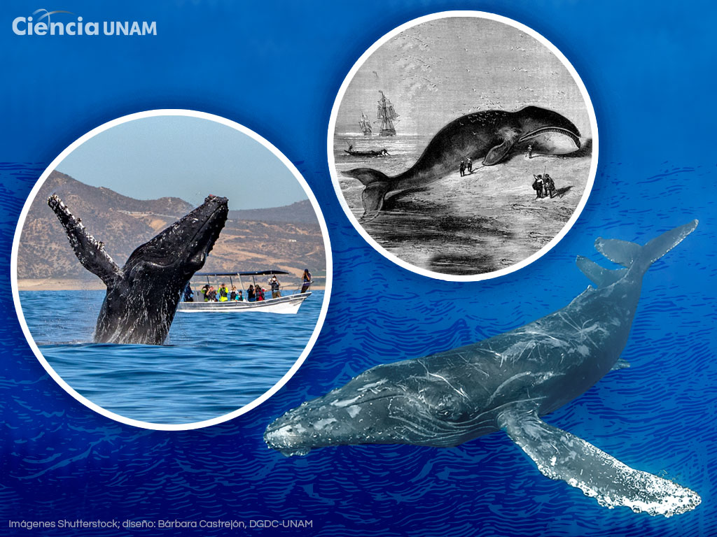 ¿Dónde viven y de qué se alimentan las ballenas?