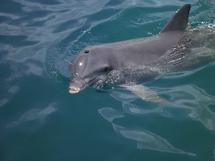 ¿Por Qué Los Delfines Salen Del Agua Para Respirar Mientras Que Las Truchas No?