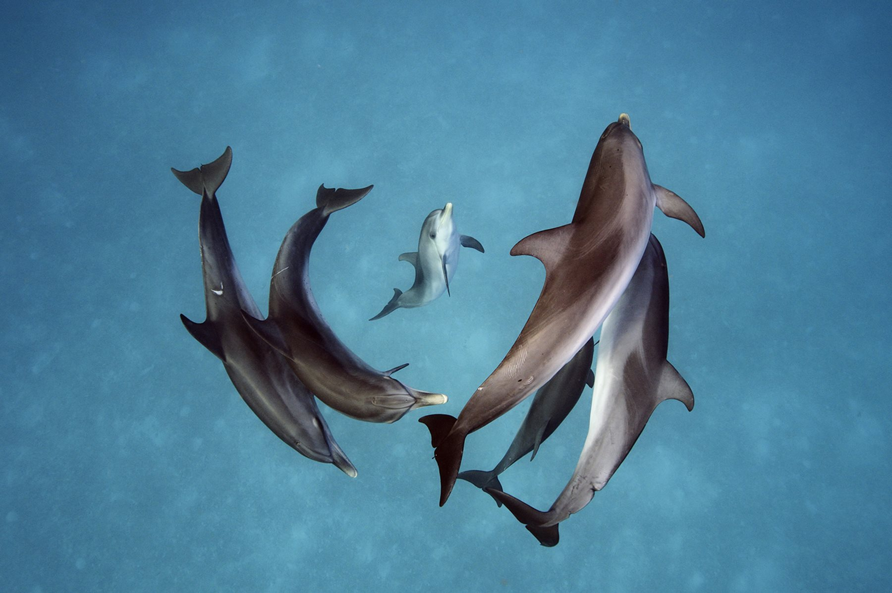 ¿Por qué los delfines salen del agua?