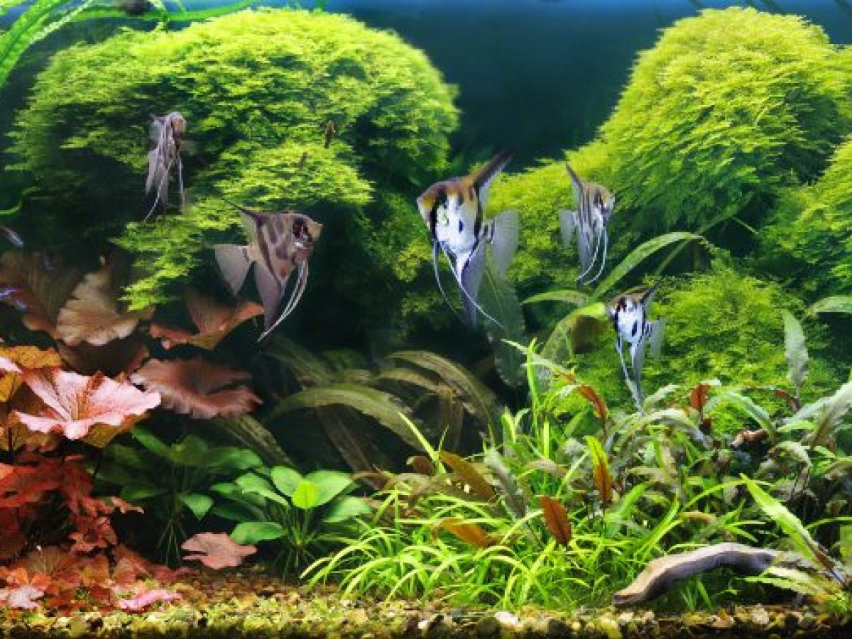 ¿Que necesitan las plantas acuáticas para vivir?