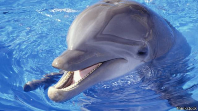 ¿Quién es más inteligente el pulpo o el delfín?