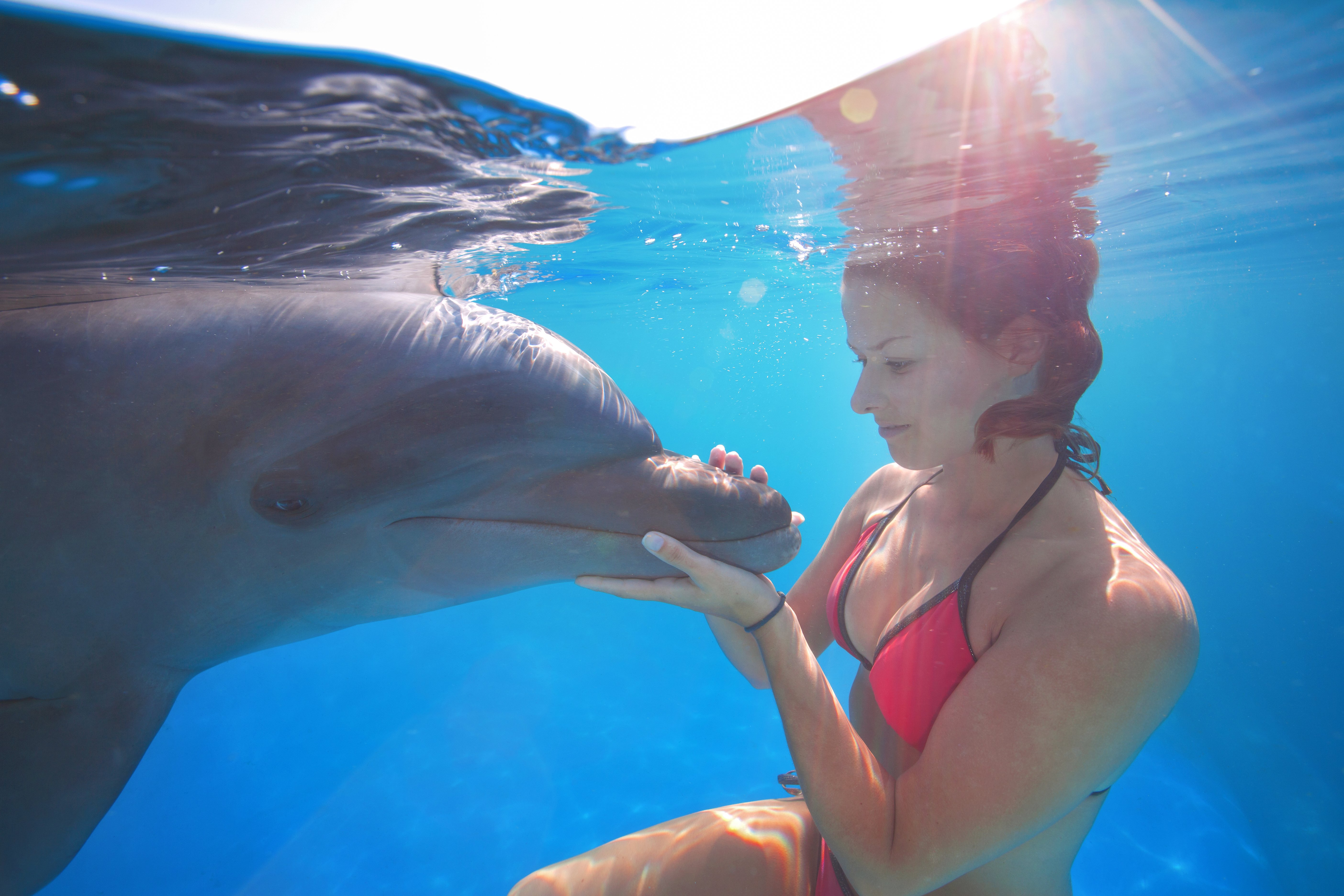 ¿Quién es más inteligente el ser humano o el delfín?
