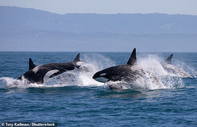 ¿Qué animal ataca a las ballenas?