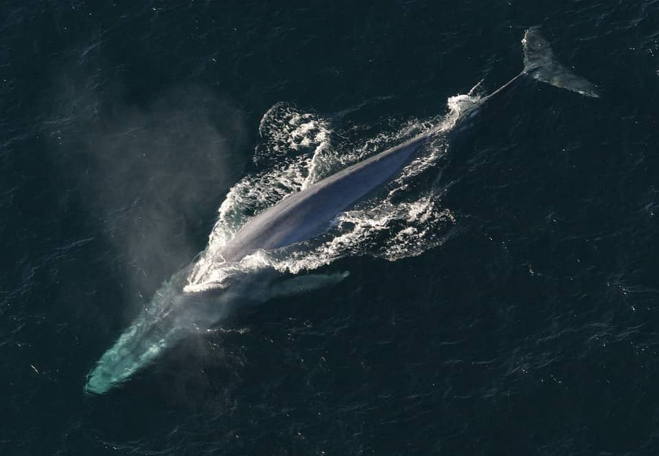 ¿Qué animal es más grande que la ballena azul?