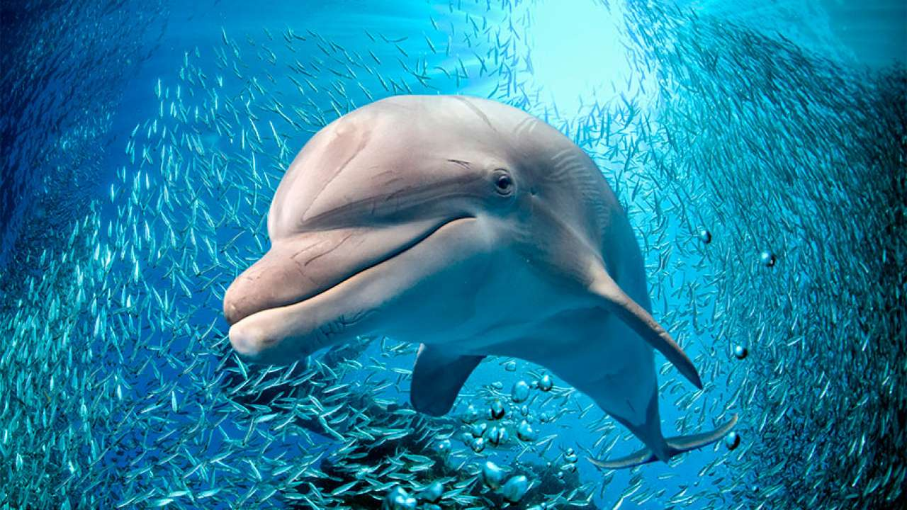 ¿Qué animal le tiene miedo a los delfines?
