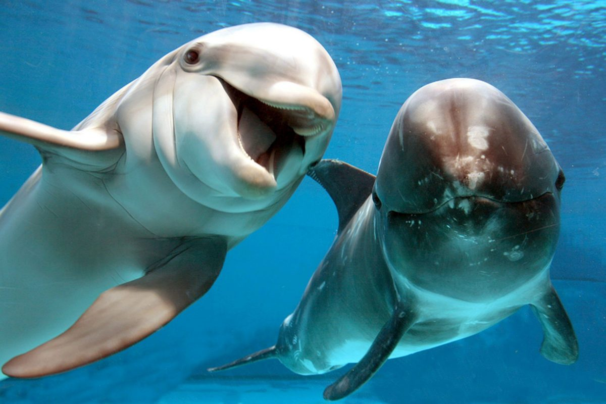 ¿Qué animal se puede comer al delfín?