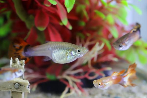 ¿Qué comen los peces pequeños de casa?