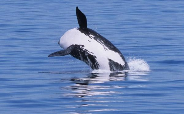 ¿Qué es más peligroso una orca o una ballena?