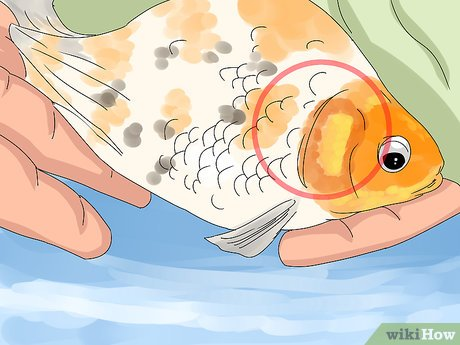 ¿Qué hacer cuando se te muere un pez?
