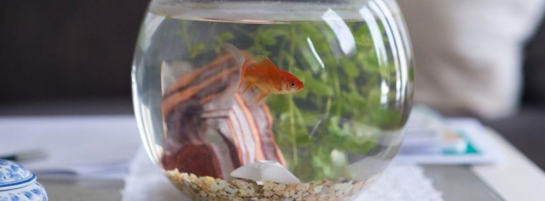¿Qué necesito para tener un pez en casa?
