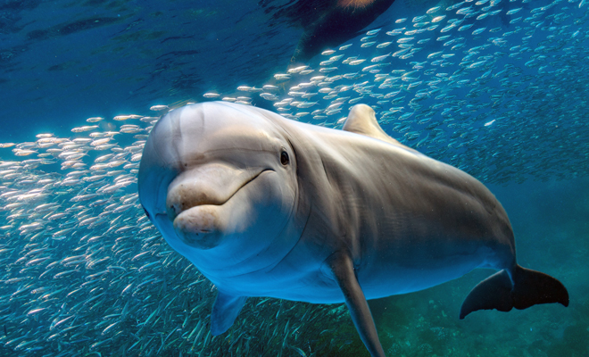 ¿Qué número es soñar con delfines?