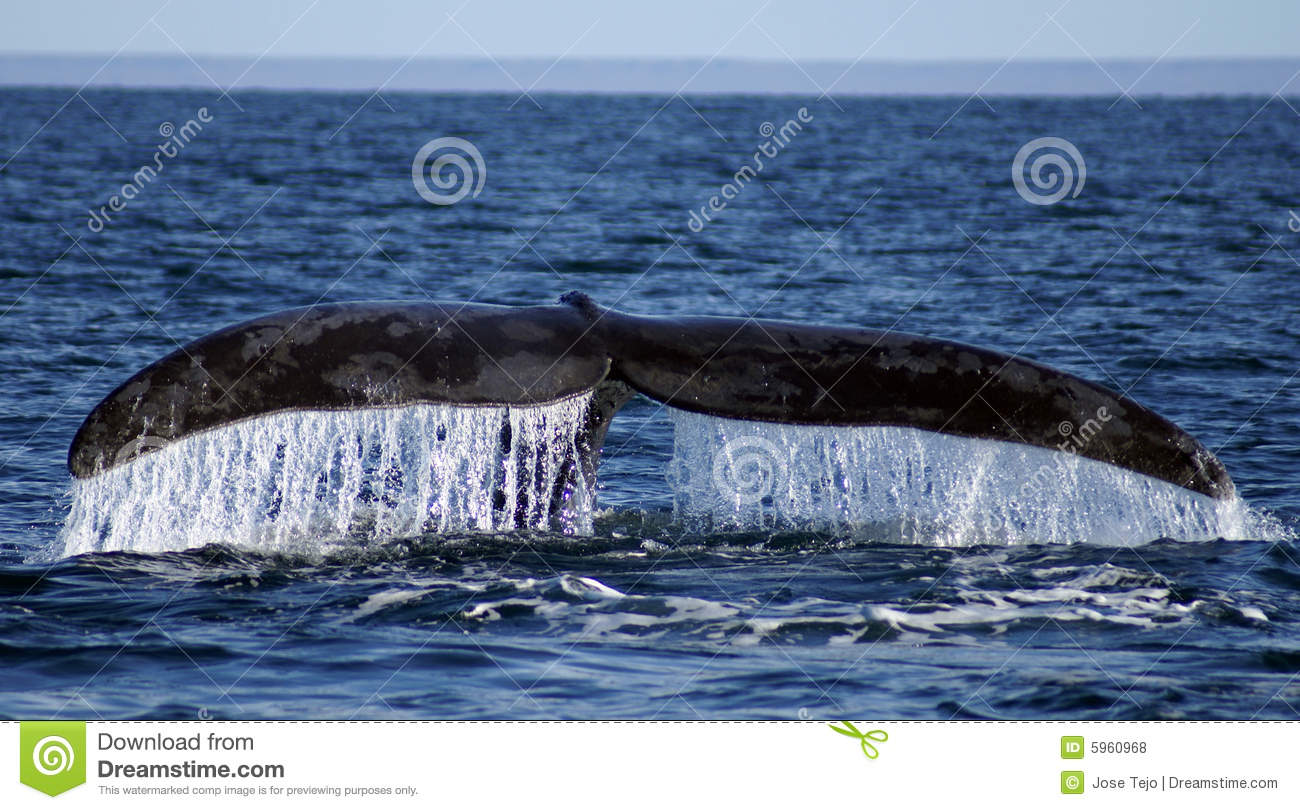 ¿Qué pasa con el agua que tragan las ballenas?