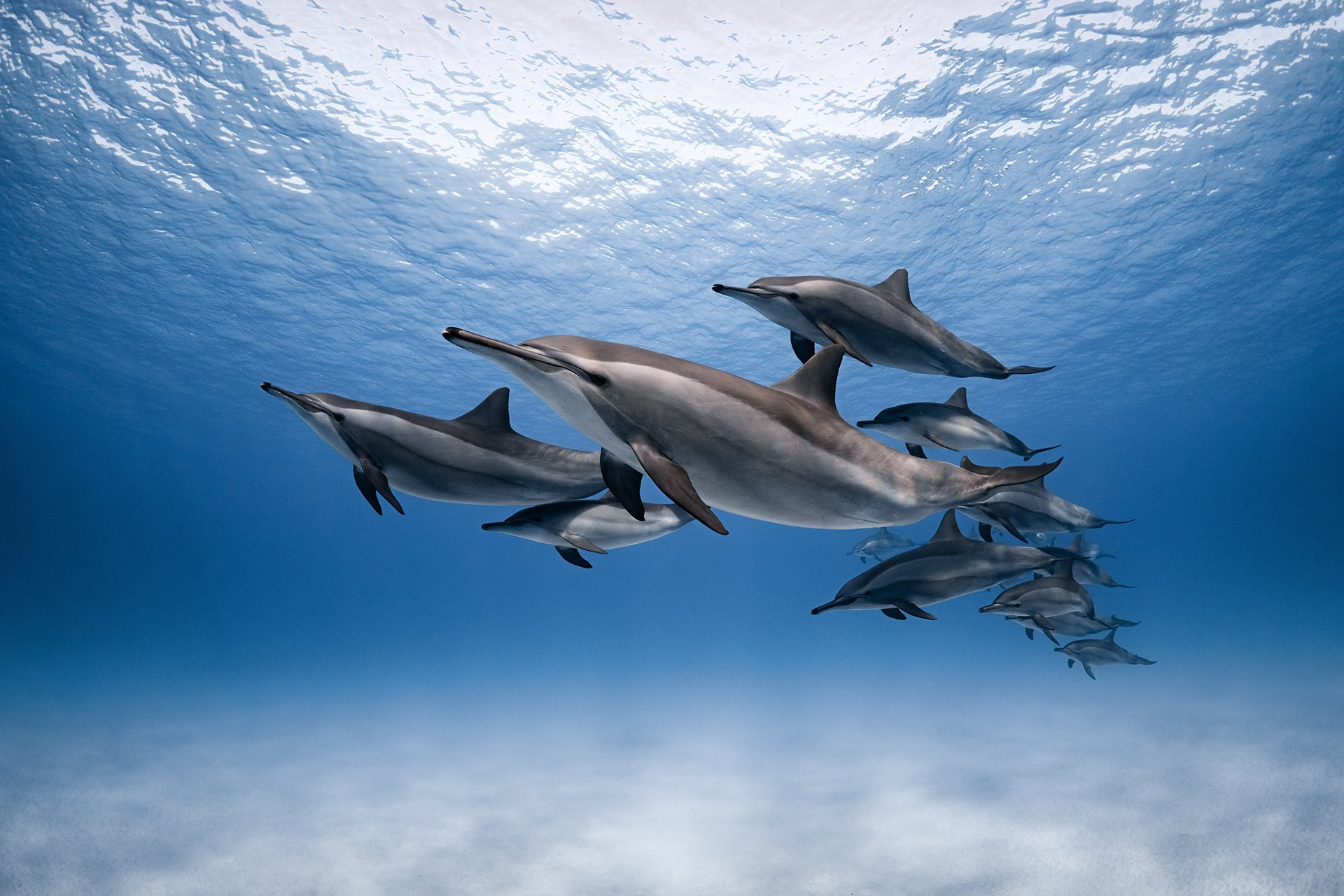 ¿Qué pasa cuando hay muchos delfines?