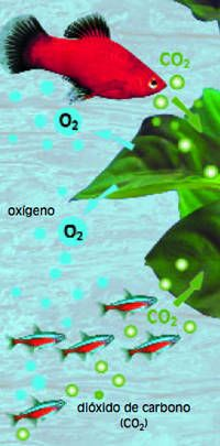 ¿Qué plantas dan oxígeno a los peces?